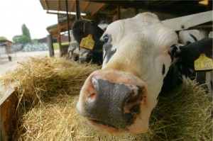 Wie geht es mit der Ladnwirtschaft weiter: Diese scheinbar skeptisch blickende Kuh scheint sich Sorgen zu machen